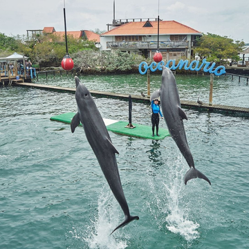 Child meeting a dolphin at Oceanario during a Cartagena family day trip
