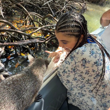 Raccoons in the mangroves during a family-friendly Cartagena island tour